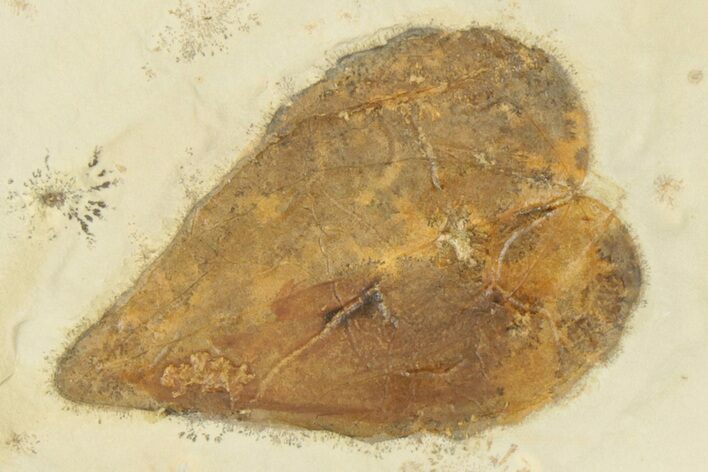 Fossil Leaf (Zizyphus) - Montana #190336